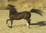 Arabian Show Horse Stallion