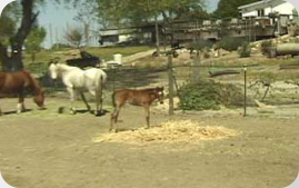 Whispering Oaks Arabians "nursery."