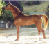 Russian Arabian Sporthorse Stallion