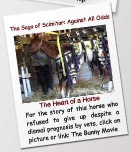 The Saga of Scimitar: Against All Odds The Heart of a Horse For the story of this horse who refused to give up despite a dismal prognosis by vets, click on picture or link: The Bunny Movie