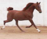 Russian Arabian Sport Horse Stallion