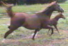 Winner of Country English Pleasure and Show Hack