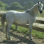 Arabian Mare