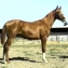 Russian Arabian Endurance Sire