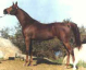 Straight Russian Show Horse Stallion