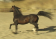 Powerful hind end with great hock action