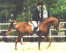 16h Straight Russian Show Horse Stallion