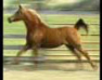 Russian Arabian Sport Horse mare