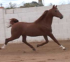 Russian Arabian Stallion