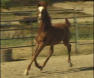 National Show Horse Stallion