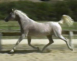 Russian Arabian Sport Horse mare