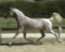 Russian Arabian Sport Horse mare