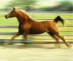 Russian Arabian Sport Horse mare