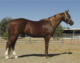 Russian Arabian Sporthorse Stallion of Red Shield Equestrian