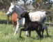 Arabian Sporthorse Mares