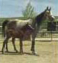Russian Bred Sport Horse Mare with daughter