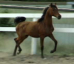 Russian Sporthorse Mare