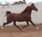 Arabian Russian Bred Stallion
