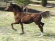 Arabian Sport Horse Mare