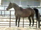 Arabian Sport Horse Mare