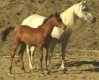 Arabian Sport Horse Mare