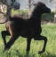 Russian Arabian Stallion, son of Riverdance