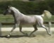 Arabian mare