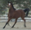 Russian Arabian Sporthorse Mare