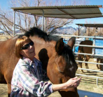 Arabian Sport Horse Gelding