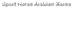 Sport Horse Arabian Mares