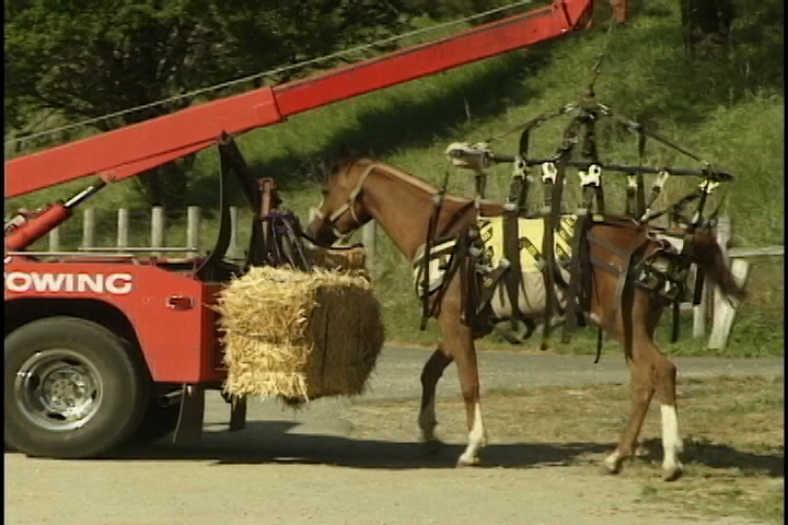 Bunny walking in the Anderson Sling behind Pete's tow truck, straw tied on the back